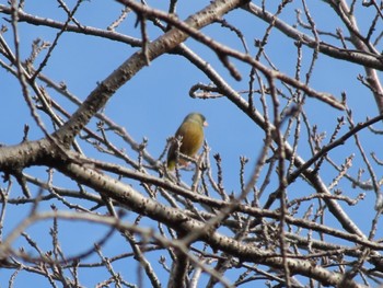 Grey-capped Greenfinch 波志江沼環境ふれあい公園 Sun, 2/4/2024