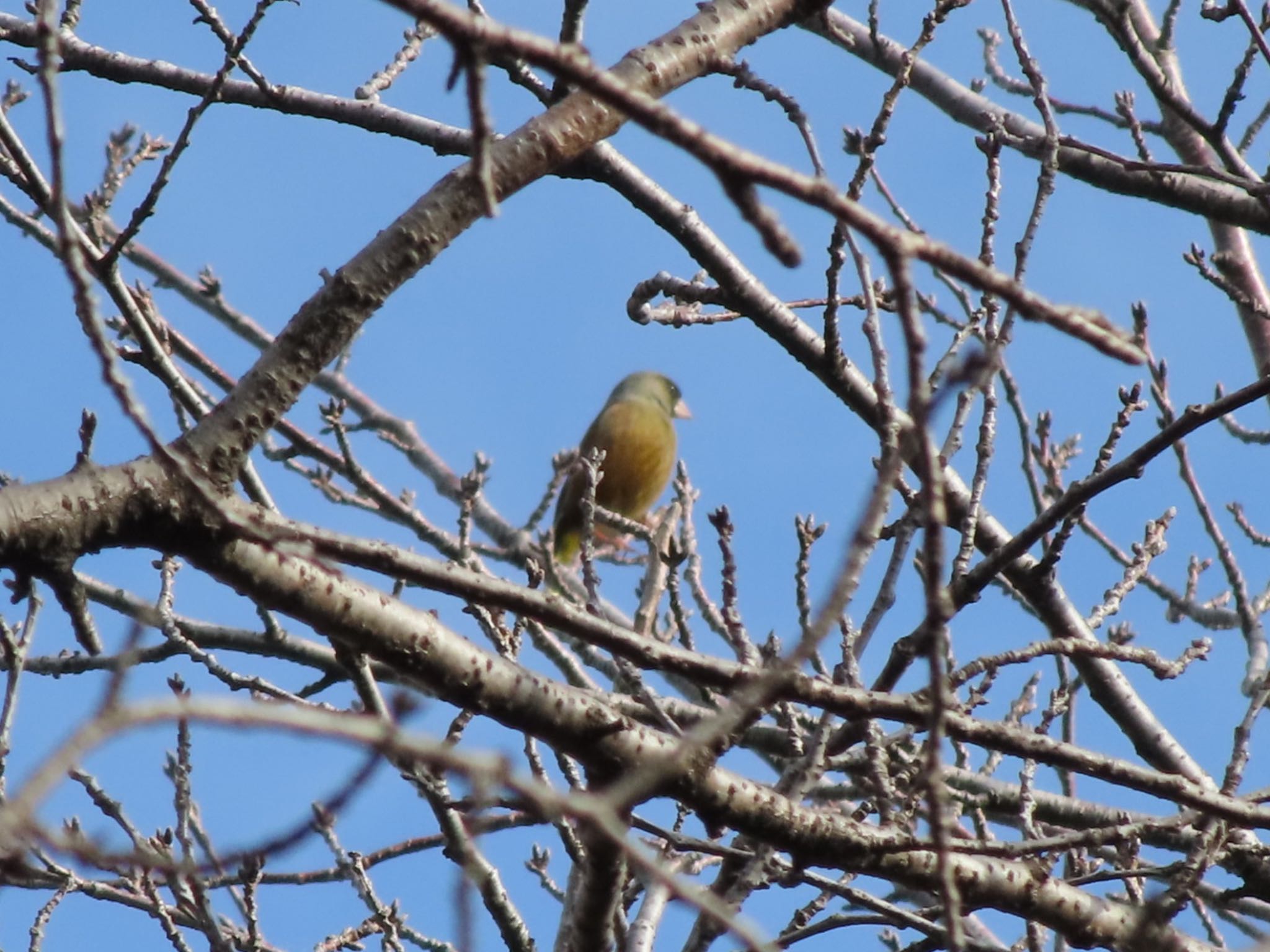 Photo of Grey-capped Greenfinch at 波志江沼環境ふれあい公園 by アカウント12456