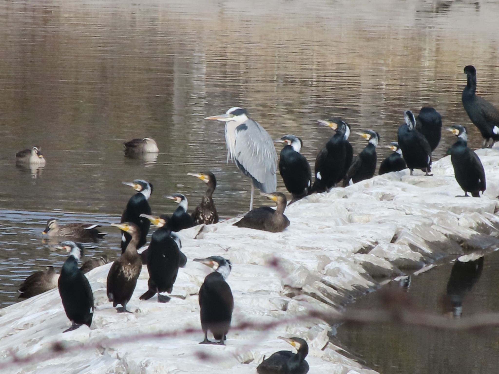 Photo of Great Cormorant at 波志江沼環境ふれあい公園 by アカウント12456