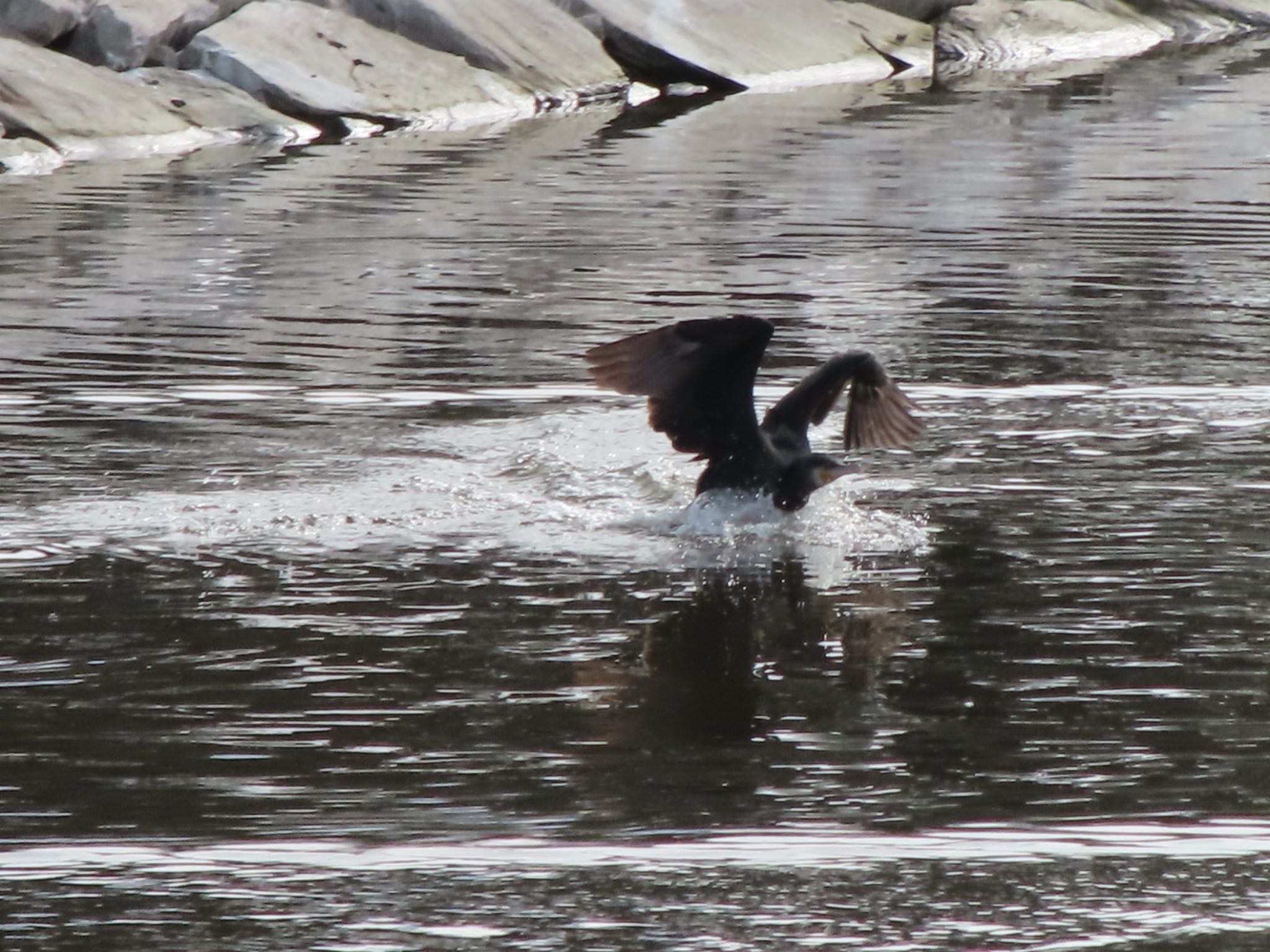 Photo of Great Cormorant at 波志江沼環境ふれあい公園 by アカウント12456