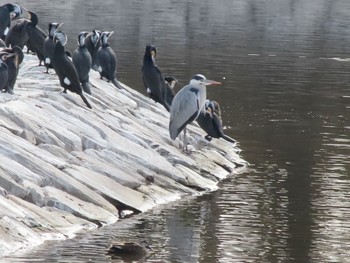 Grey Heron 波志江沼環境ふれあい公園 Sun, 2/4/2024