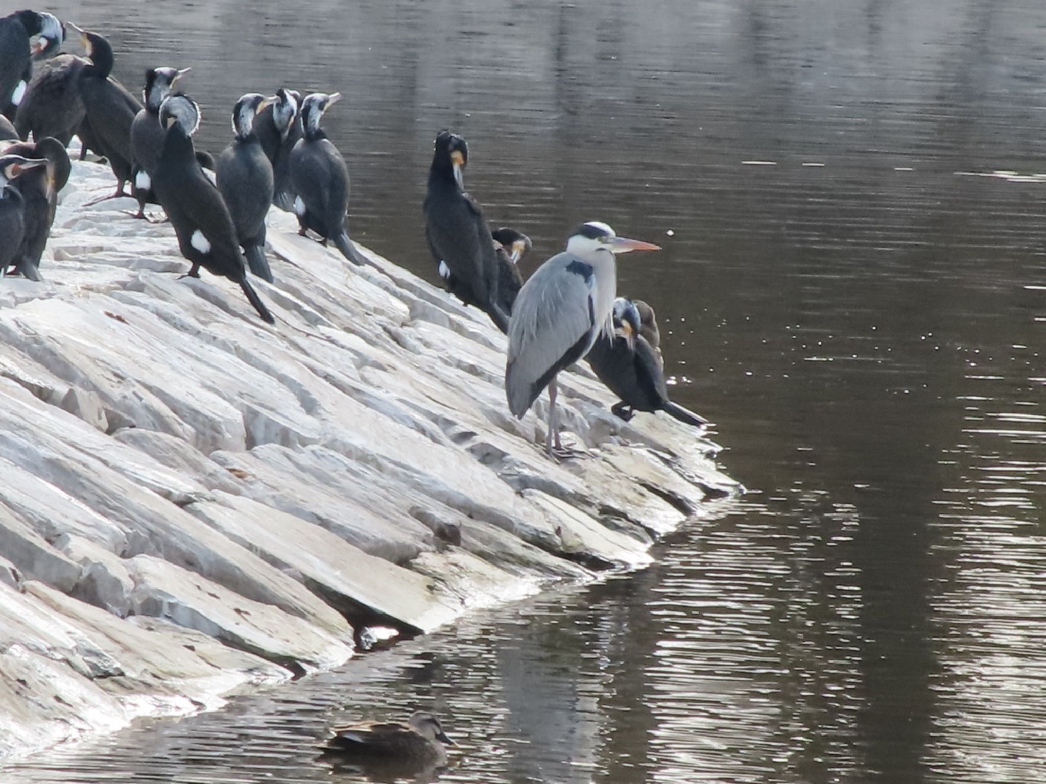 Grey Heron