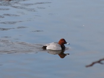 Common Pochard 波志江沼環境ふれあい公園 Sun, 2/4/2024