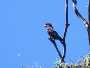 Oriental Dollarbird Penrith, NSW, Australia Sun, 1/21/2024