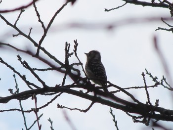 Japanese Pygmy Woodpecker 波志江沼環境ふれあい公園 Sun, 2/4/2024