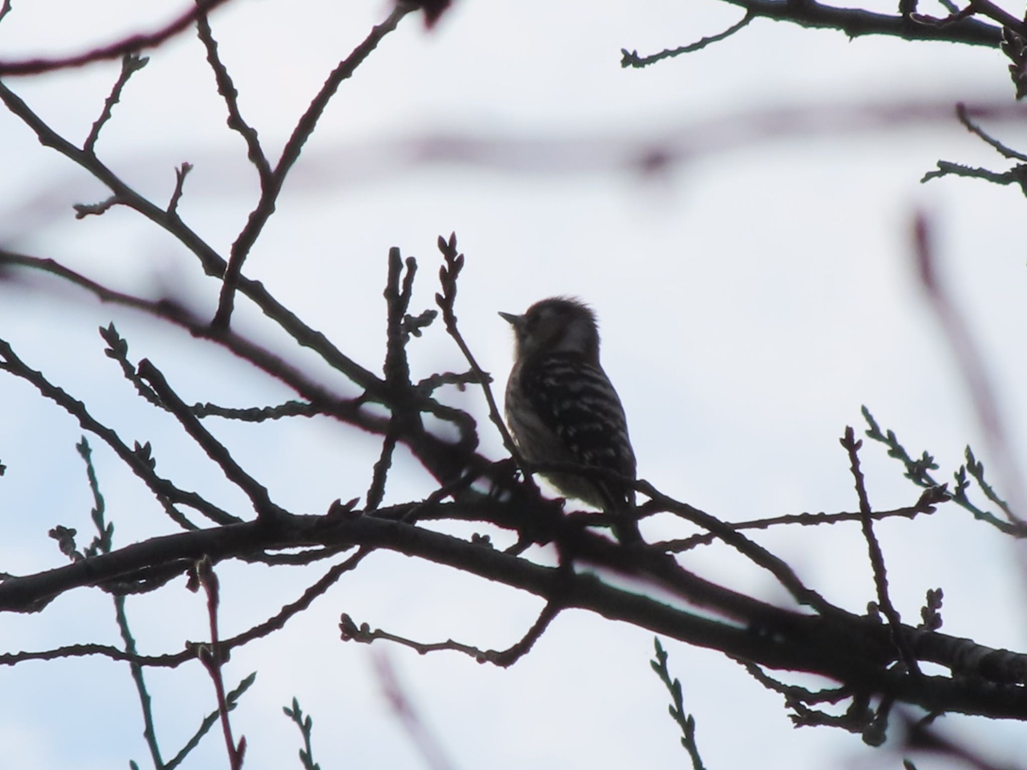 Japanese Pygmy Woodpecker