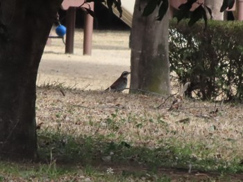 Dusky Thrush 波志江沼環境ふれあい公園 Sun, 2/4/2024