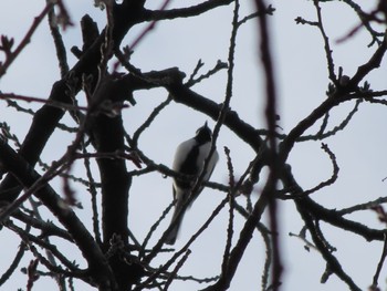 Japanese Tit 波志江沼環境ふれあい公園 Sun, 2/4/2024