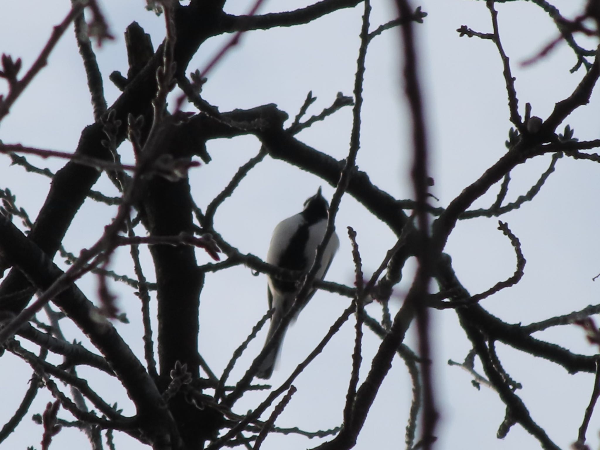 Japanese Tit