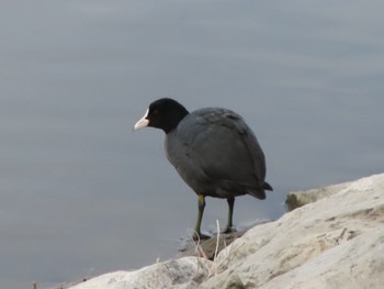 Eurasian Coot 波志江沼環境ふれあい公園 Sun, 2/4/2024