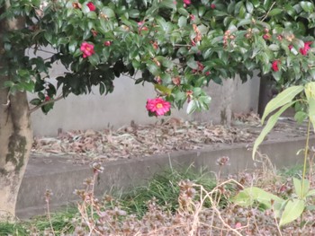 Warbling White-eye 波志江沼環境ふれあい公園 Sun, 2/4/2024