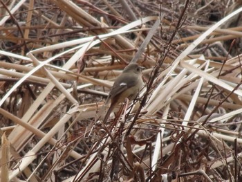 Daurian Redstart 波志江沼環境ふれあい公園 Sun, 2/4/2024