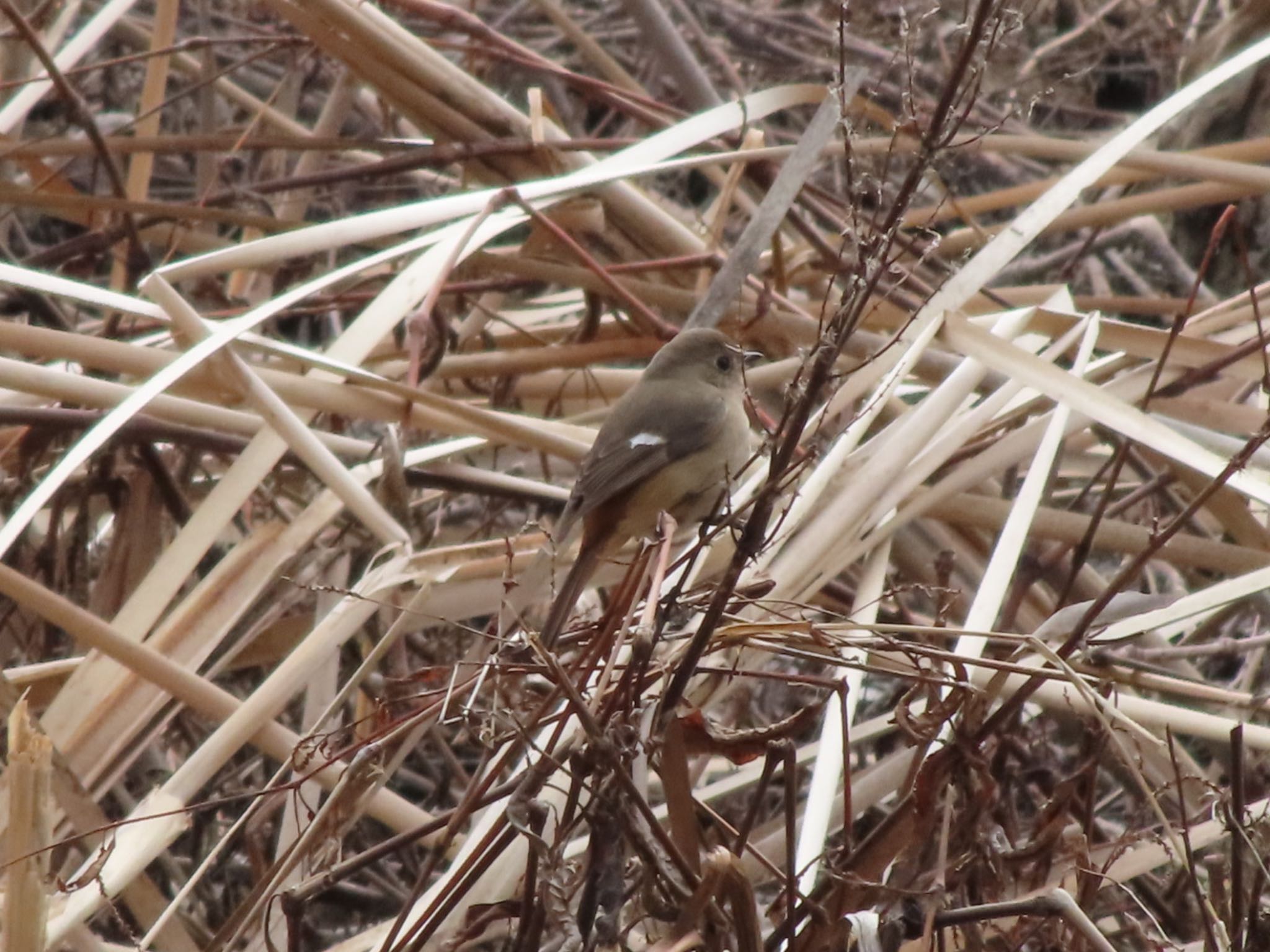 Daurian Redstart