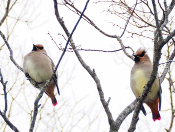 2024年2月4日(日) 長池親水公園の野鳥観察記録