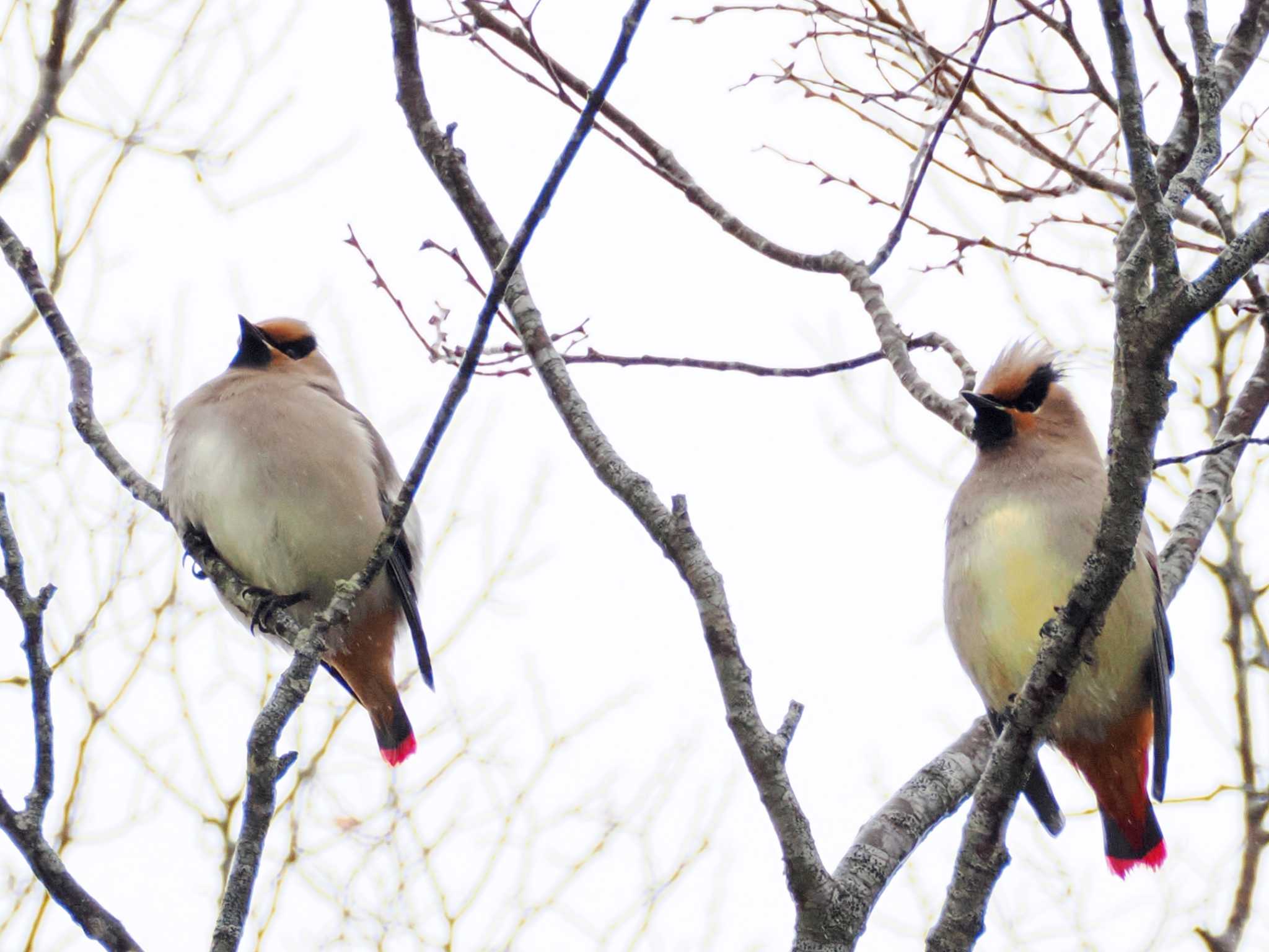 Japanese Waxwing