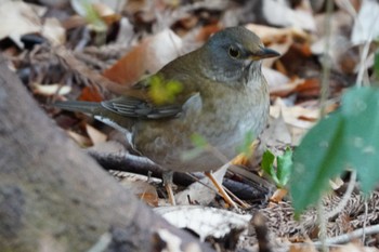 Pale Thrush 泉の森公園 Sun, 2/4/2024