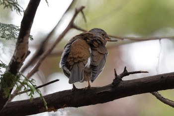 Pale Thrush 泉の森公園 Sun, 2/4/2024