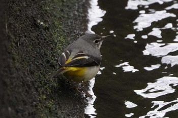 Grey Wagtail 泉の森公園 Sun, 2/4/2024