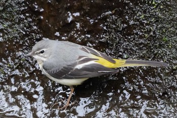 Grey Wagtail 泉の森公園 Sun, 2/4/2024