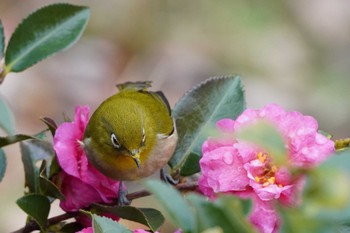 Warbling White-eye 泉の森公園 Sun, 2/4/2024