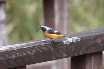 Daurian Redstart 泉の森公園 Sun, 2/4/2024