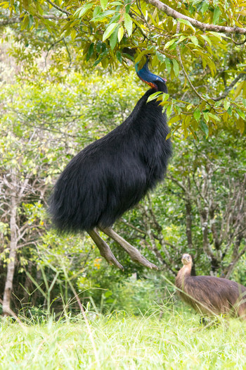 Southern Cassowary オーストラリア・ケアンズ周辺 Unknown Date