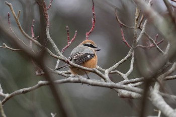 Bull-headed Shrike 泉の森公園 Sun, 2/4/2024