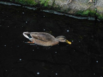 2024年2月4日(日) 妙正寺川の野鳥観察記録