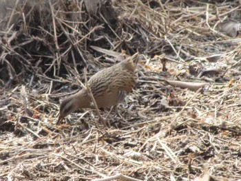 Brown-cheeked Rail 波志江沼環境ふれあい公園 Sun, 2/4/2024