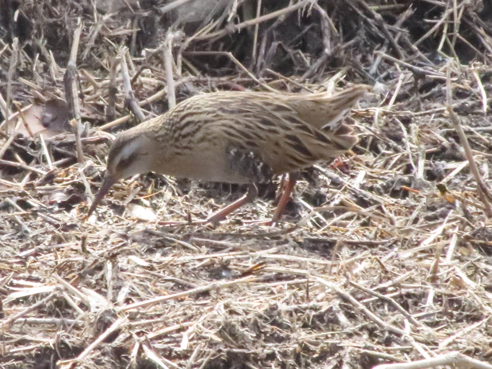 Photo of Brown-cheeked Rail at 波志江沼環境ふれあい公園 by アカウント12456