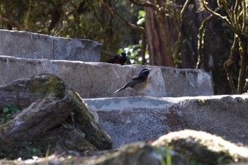 Collared Bush Robin 阿里山国家森林遊楽区 Mon, 1/22/2024