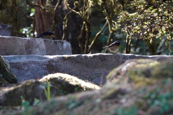 Collared Bush Robin 阿里山国家森林遊楽区 Mon, 1/22/2024