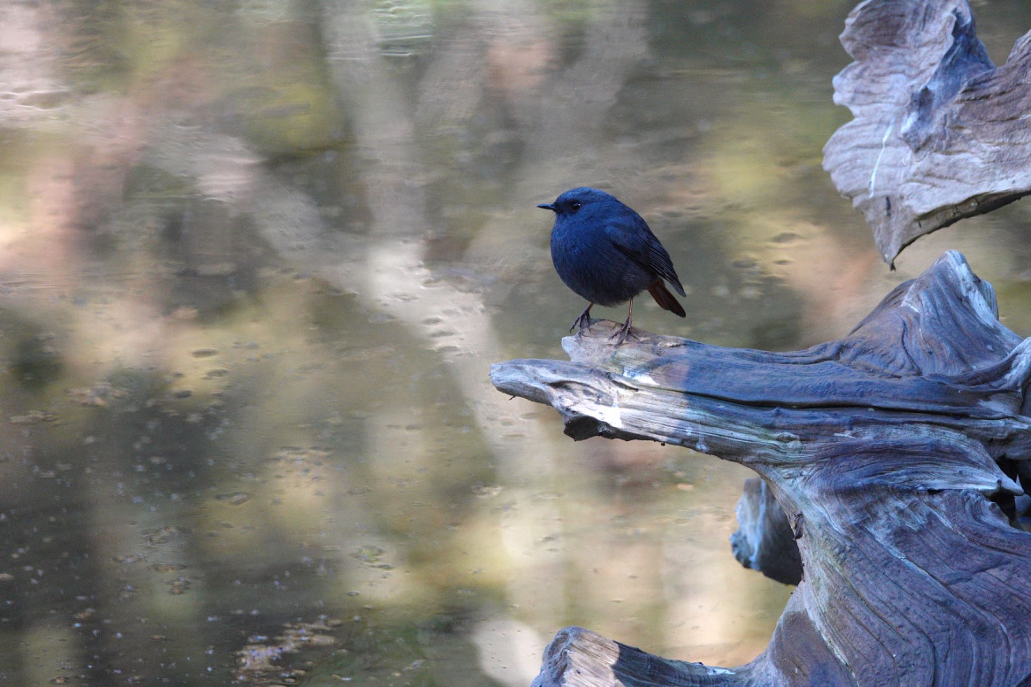 Photo of Plumbeous Water Redstart at 阿里山国家森林遊楽区 by のどか