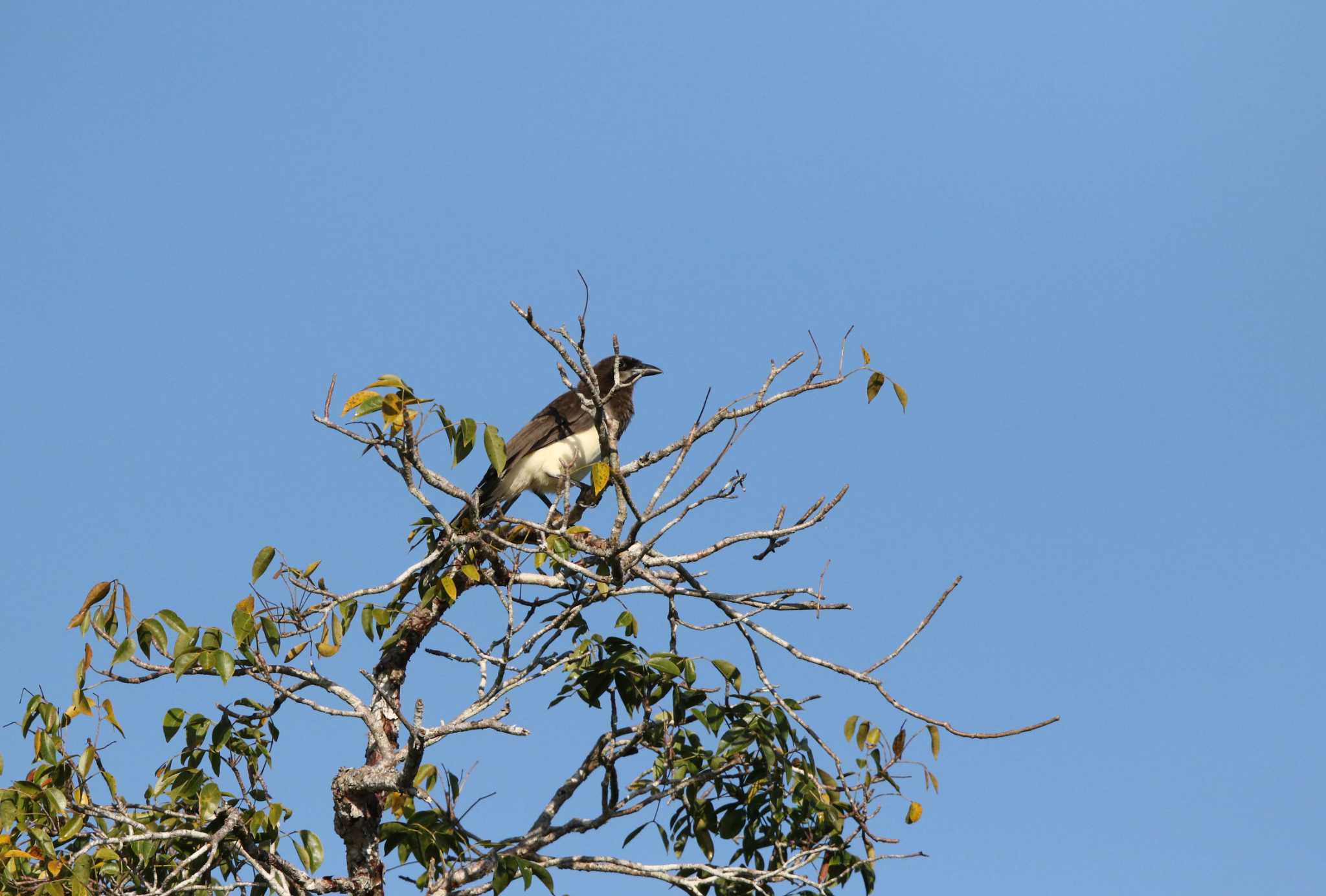 Photo of Brown Jay at Vigia Chico(Mexico) by Trio