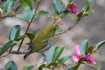 Warbling White-eye 泉の森公園 Sun, 2/4/2024