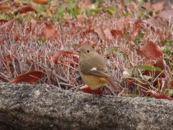 2024年2月4日(日) 甲山森林公園の野鳥観察記録