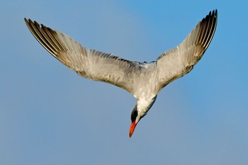 Caspian Tern Unknown Spots Wed, 1/24/2024
