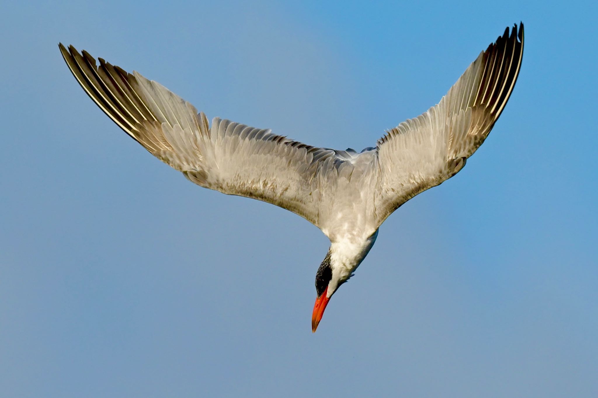 Photo of Caspian Tern at  by 美妃8