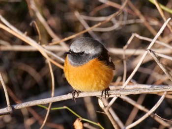 Daurian Redstart Mizumoto Park Sat, 12/30/2023