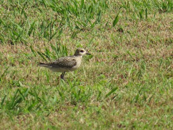 Pacific Golden Plover 淀川河川公園 Thu, 10/19/2023