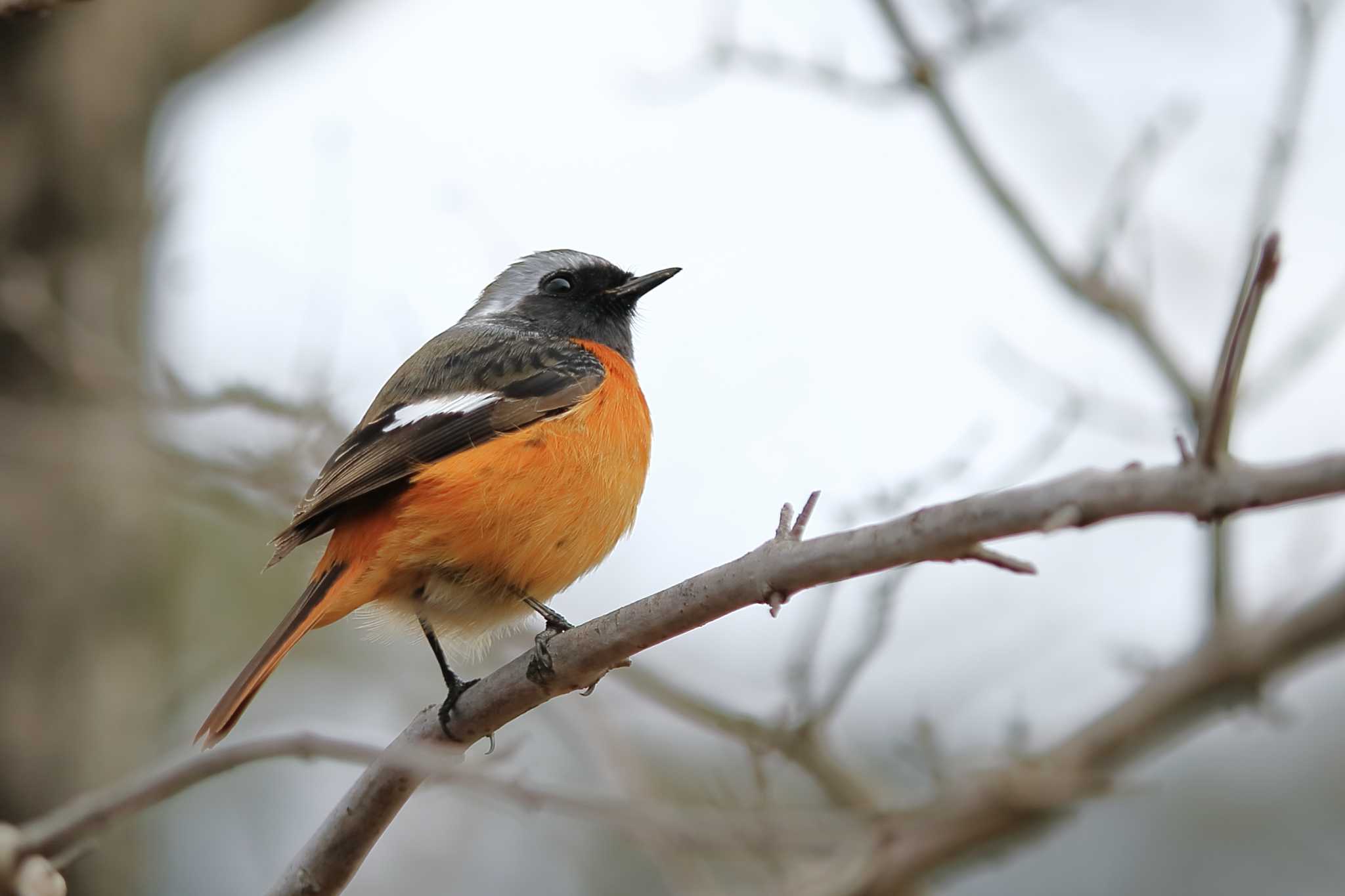 Photo of Daurian Redstart at 佐布里 緑と花のふれあい公園 by Button-Down Freak