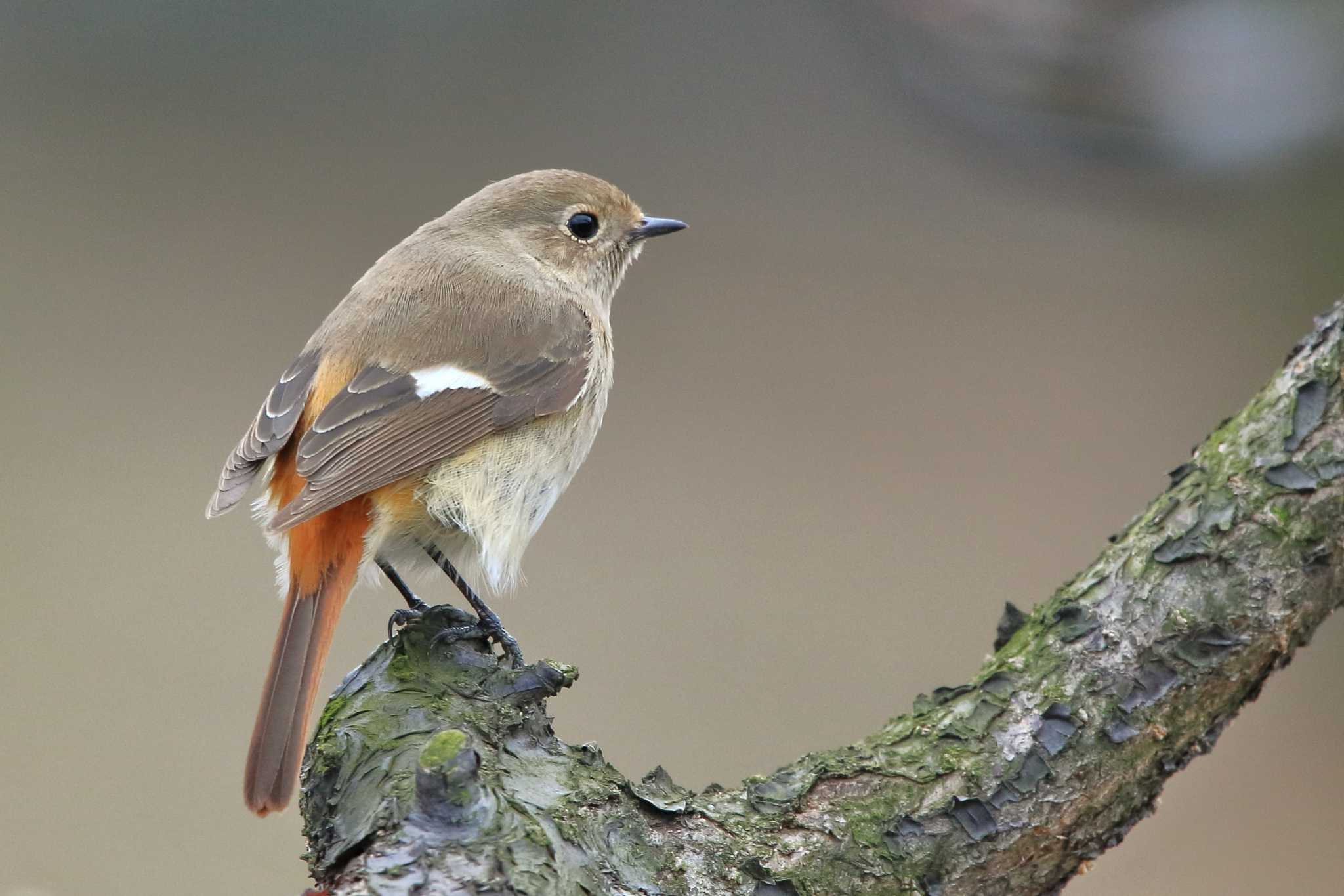 Daurian Redstart