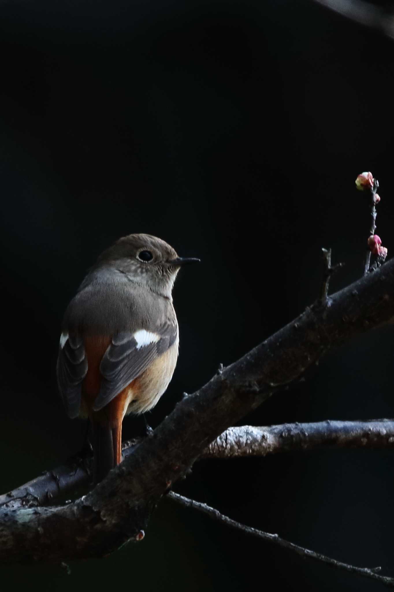 Photo of Daurian Redstart at 佐布里 緑と花のふれあい公園 by Button-Down Freak