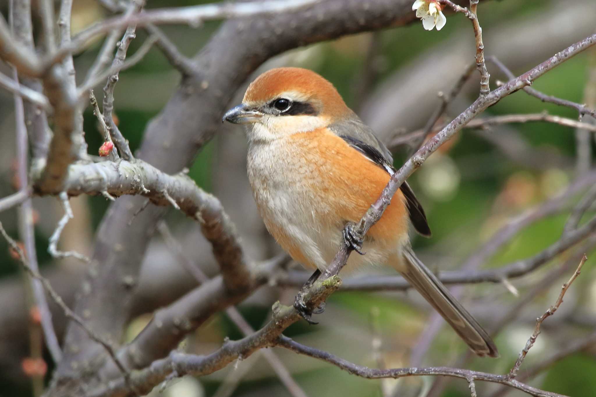 Photo of Bull-headed Shrike at 佐布里 緑と花のふれあい公園 by Button-Down Freak