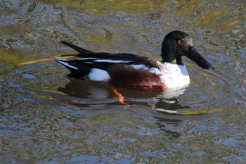 Northern Shoveler 大柏川第一調節池緑地 Sat, 2/3/2024