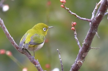 メジロ 佐布里 緑と花のふれあい公園 2024年2月4日(日)