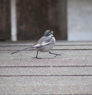 Sun, 2/4/2024 Birding report at 二ヶ領用水