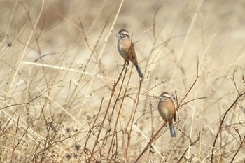 Sun, 2/4/2024 Birding report at 知多市野崎川流域