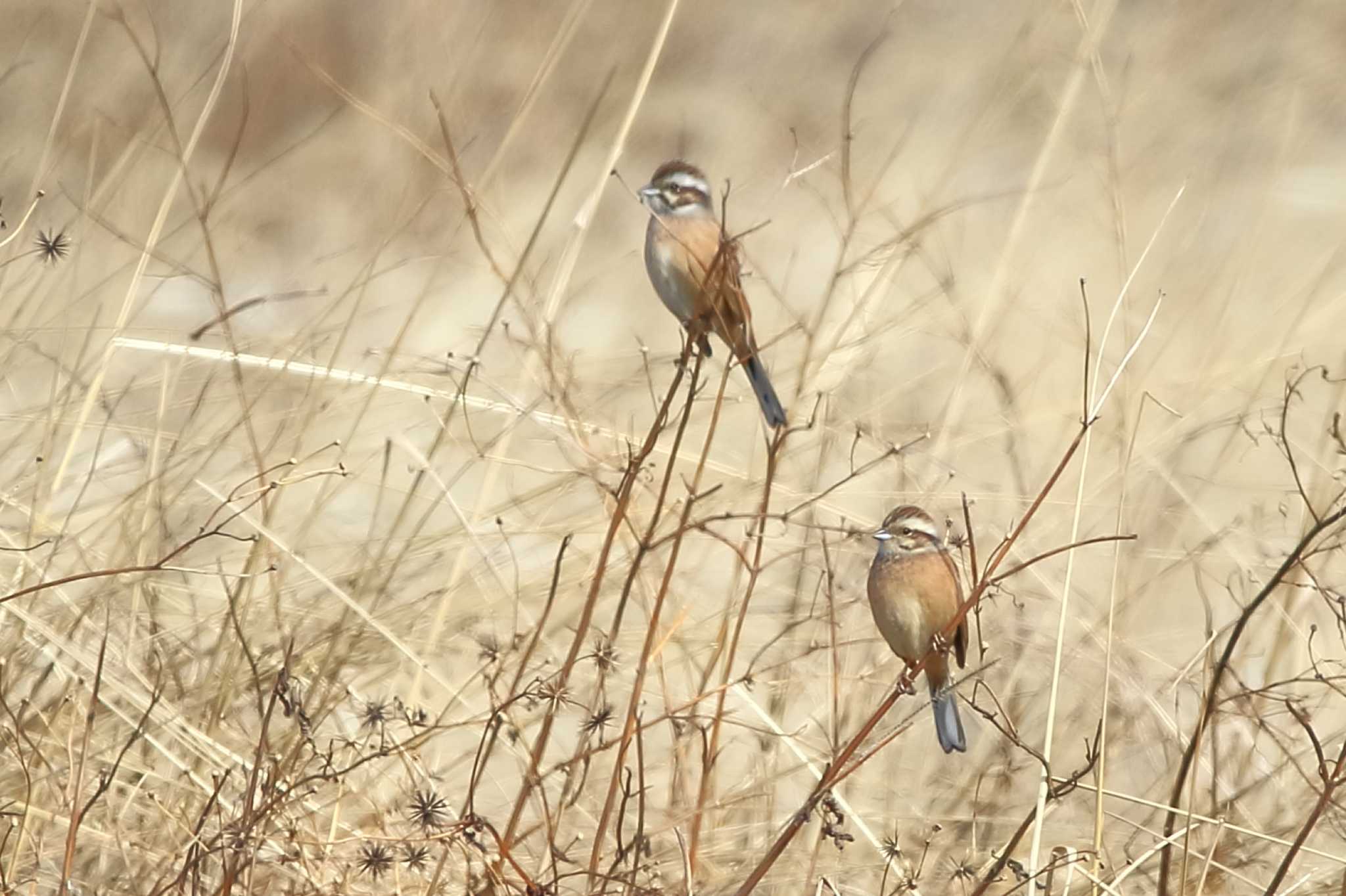 Meadow Bunting