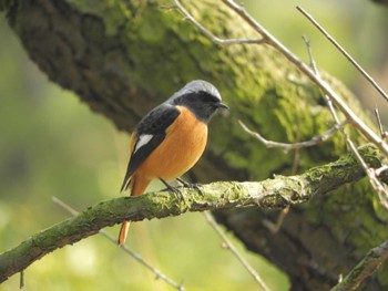 Daurian Redstart 栗林公園 Sun, 12/31/2023